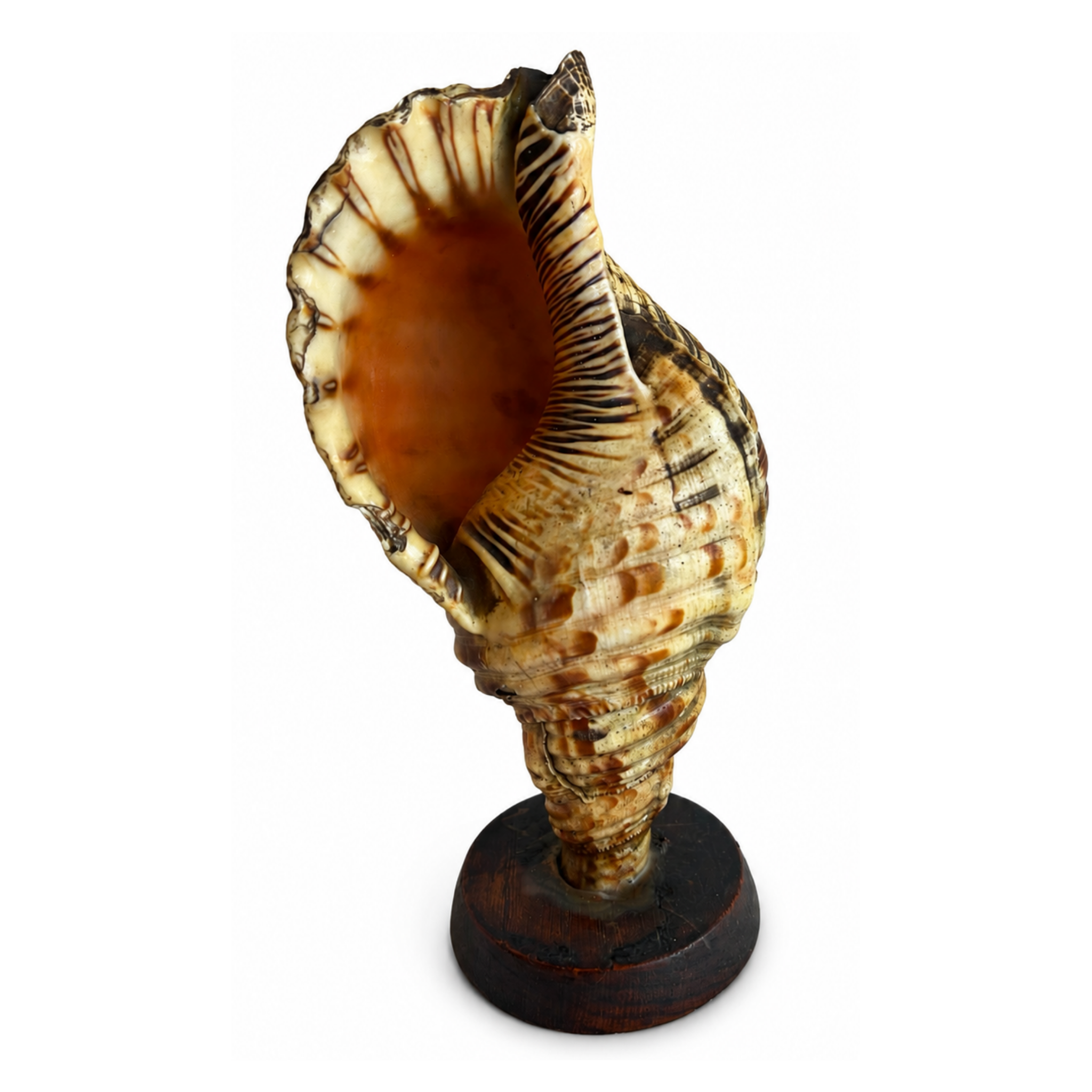 Large Triton Trumpet Sea Shell on Stand