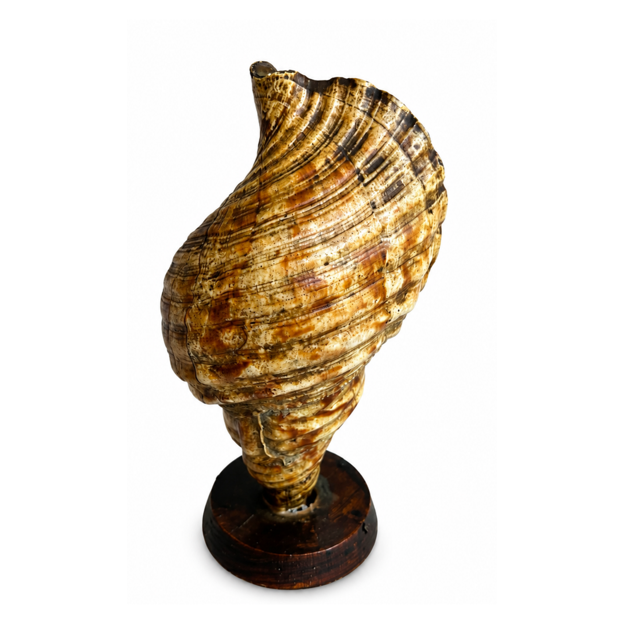 Large Triton Trumpet Sea Shell on Stand